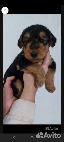 Эрдельтерьер