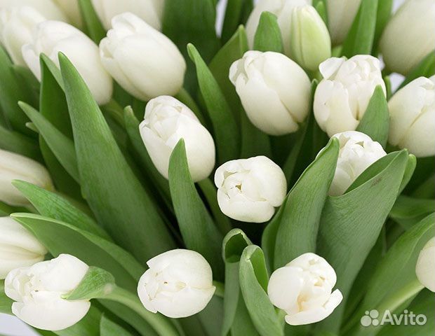 Луковицы тюльпанов для выгонки