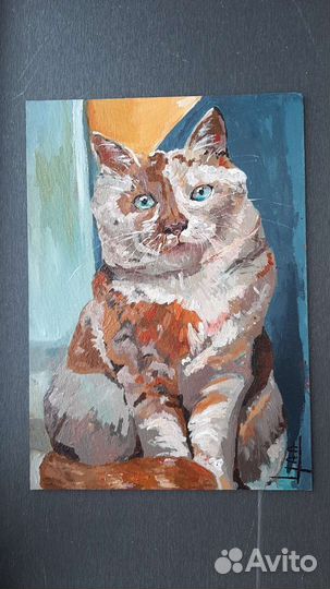 Кот без дома