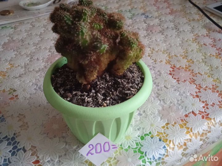 Кактусы