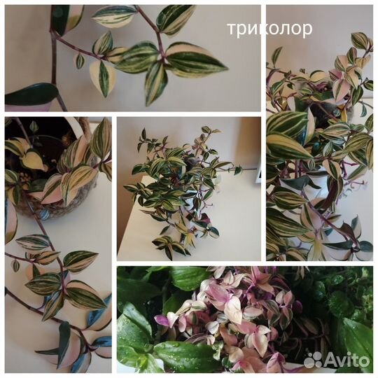 Традесканции альбом 2