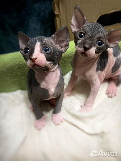 Донской сфинкс котята