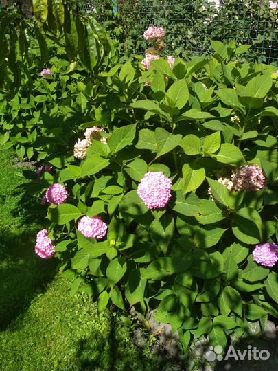 Цветы для сада