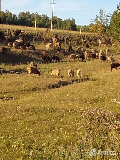 Бараны овцы полукурдючные и курдючныне на курбан