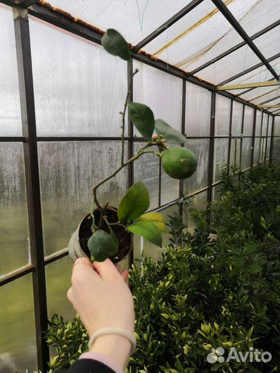 Саженцы лимона Мейера