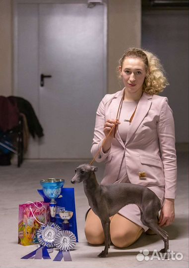 Хендлер в Санкт-Петербурге