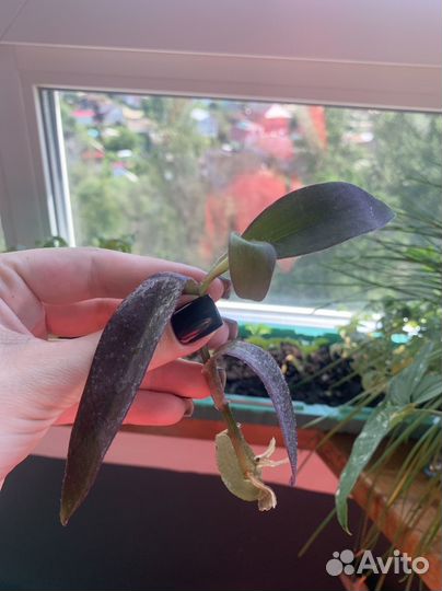 Традесканция