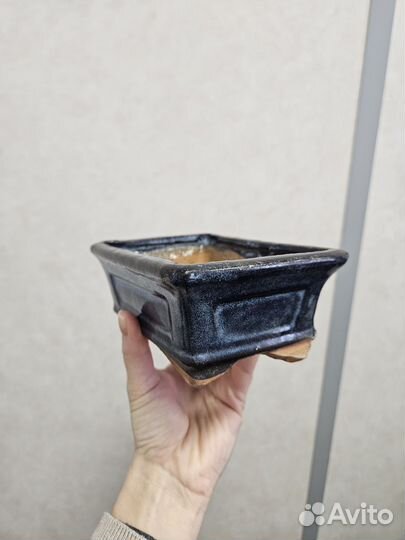 Бонсайница