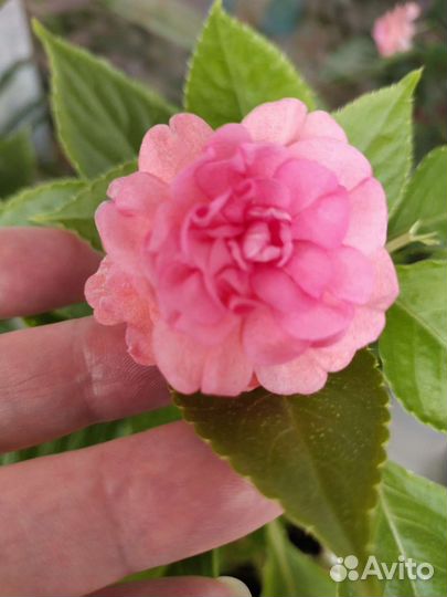 Комнатные растения