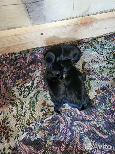 Собака ягдтерьер