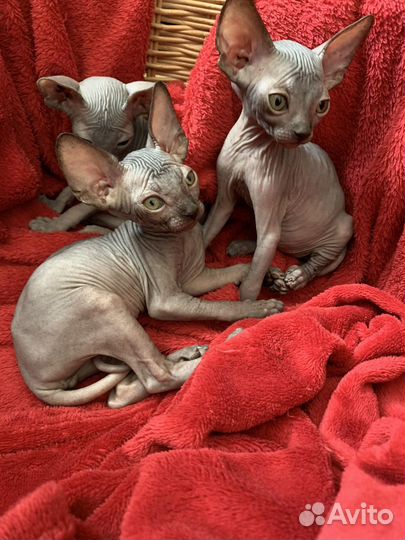 Канадский сфинкс девочки