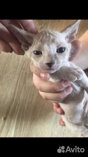 Донской сфинкс котята