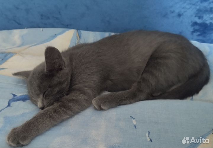Отдам Кошечку