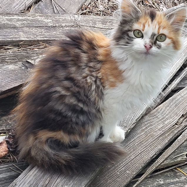 Сибирский котёнок