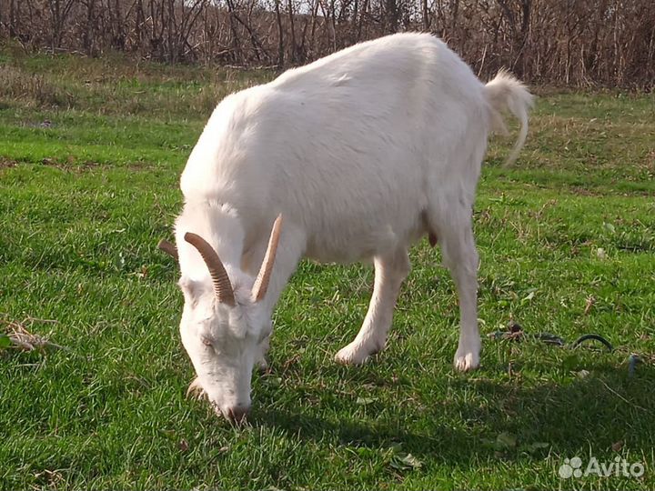 Дойные козы и козëл