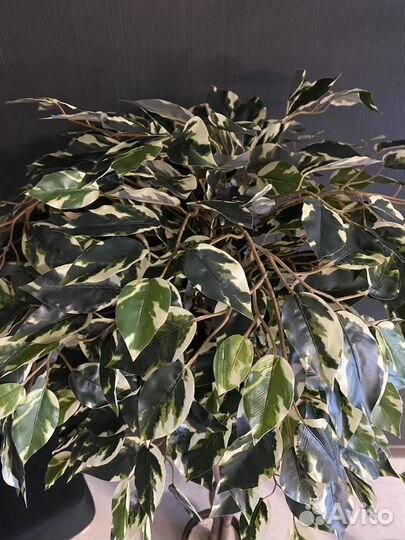 Искусственное дерево. Лимон. Фикус. Манго