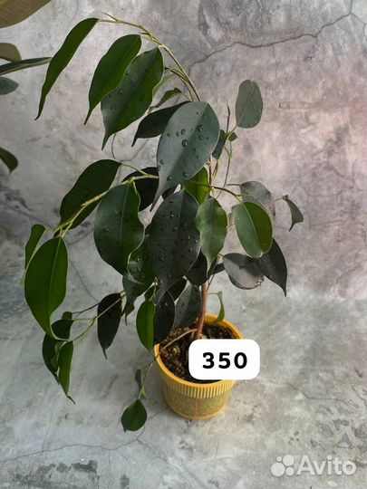 Бенджамина