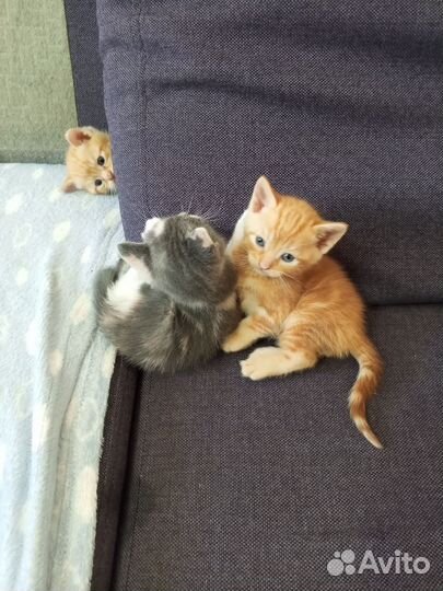 Кошка в дар