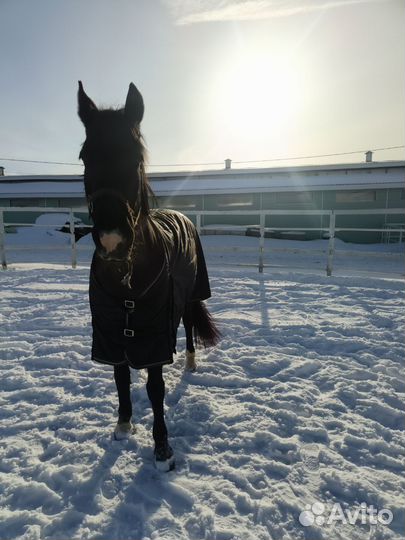Предлагается в аренду лошадь