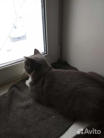 Кошечка очень хочет быть домашней
