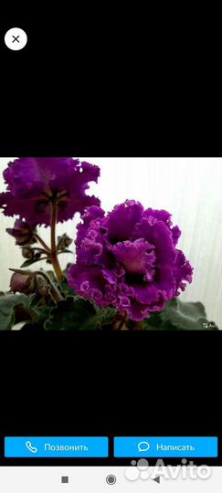 Фиалка Византийская роза