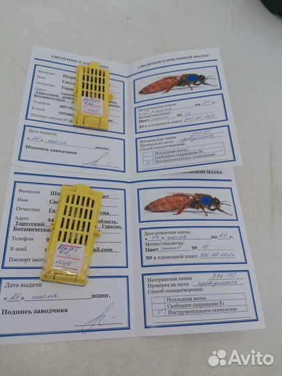 Пчеломатки Бакфаст, Карника