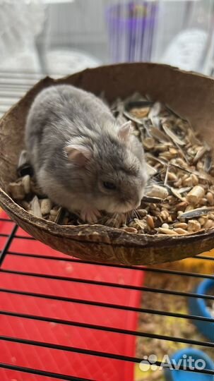 Хомяк с клеткой