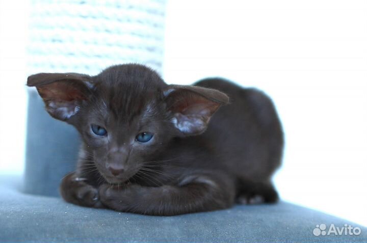 Ориентальная экстрим