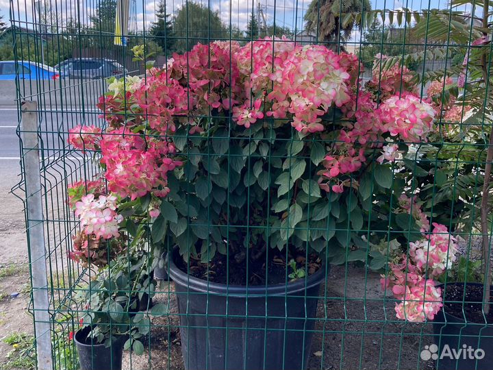 Гортензия метельчатая