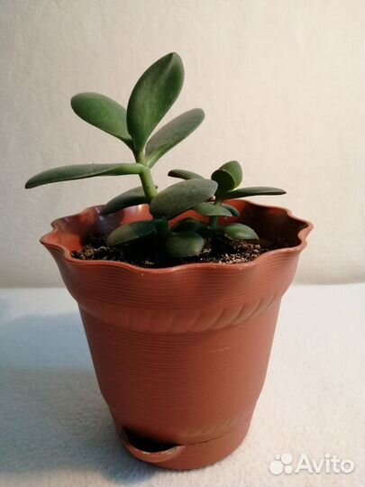 Крассула Толстянка Денежное дерево