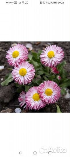 Маргаритка рассада