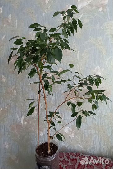 Фикус бенджамина большой