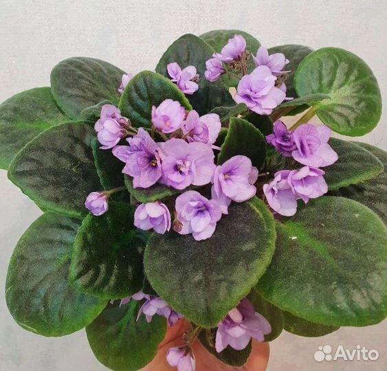 Фиалки цветущие