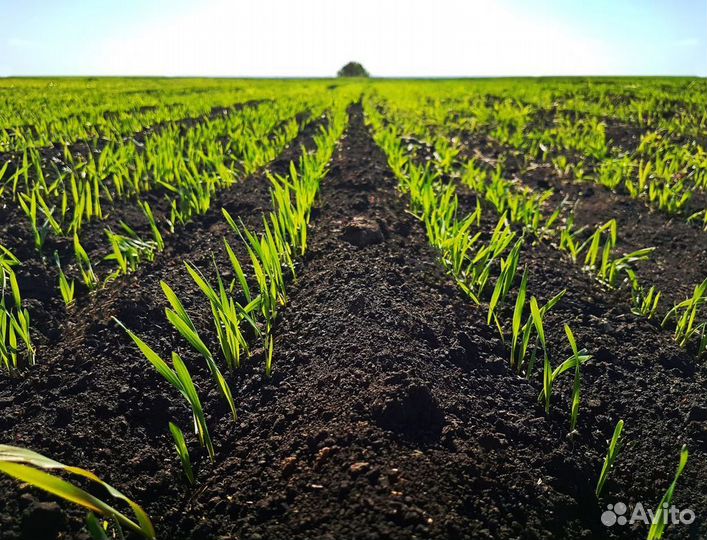 Плодородный грунт. Полевая земля. Чернозём. Торф