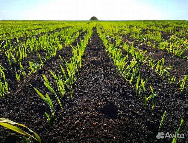 Плодородный грунт. Полевая земля. Чернозём. Торф