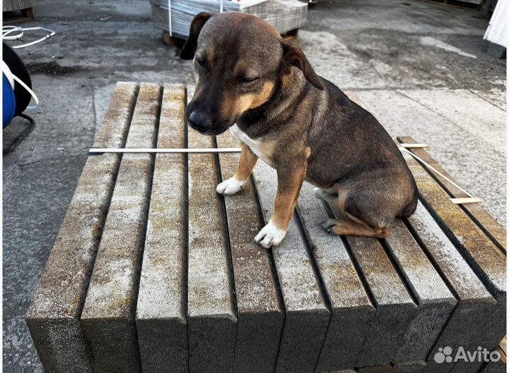 Брусчатка тротуарная плитка