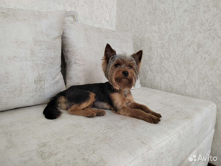 Йоркширский терьер вязка