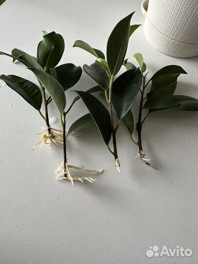 Много различных цветочков