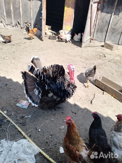 Семья индюков