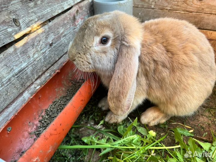 Кролики породы французский баран