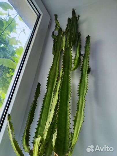 Кактус Мексиканский высокий Эуфорбия Акрурэнсис