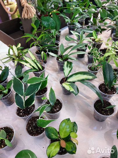 Хойя, Хойи на выставке цветов в Краснодаре