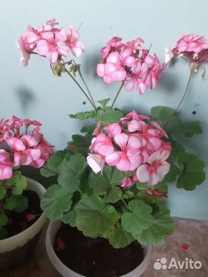 Пеларгония герань сортовая
