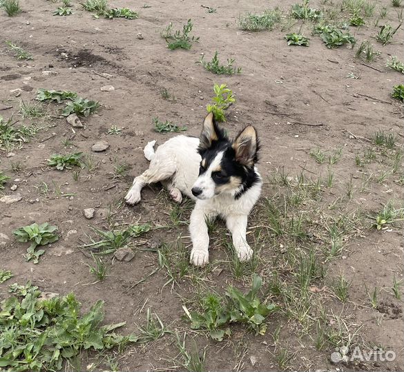 Щенок