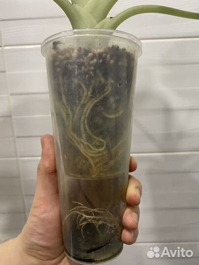 Алоказия блэк вельвет