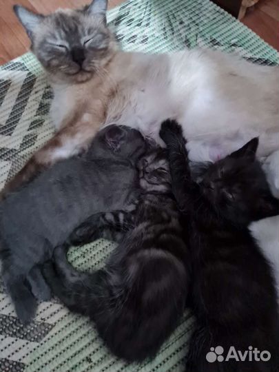 Кошка
