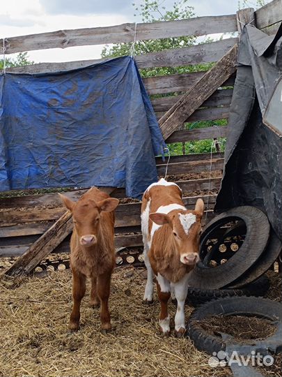 Продам телят