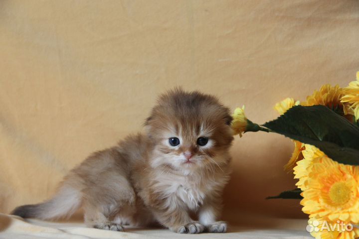 Золотые малыши