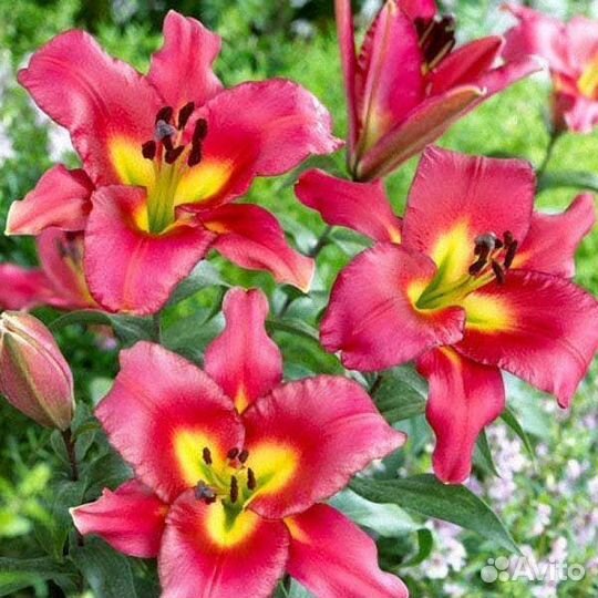 Лилия Сатисфекшн (цена за 2 луковицы)