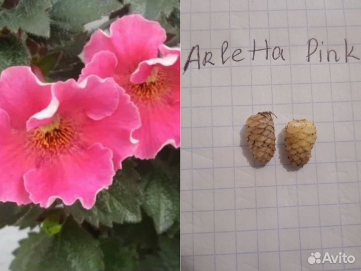 Ризомы ахименесов